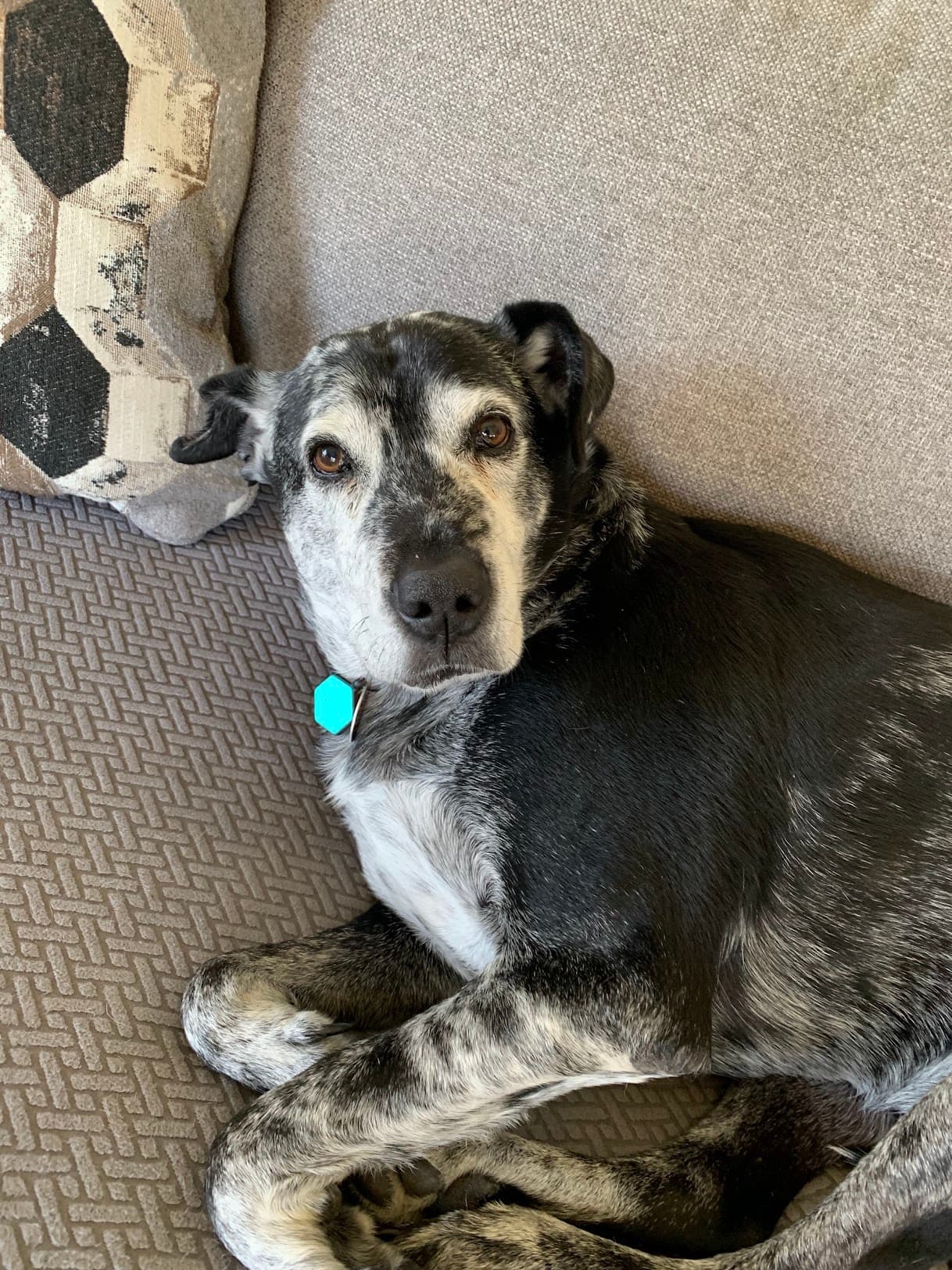 Sample pet photo for homepage example book showcase